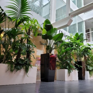 Plantes vertes dans les locaux FPRS qui créées une ambiance de bien-être au travail